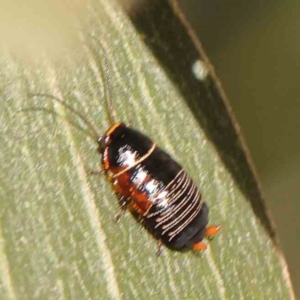 Ellipsidion australe at Bruce Ridge - 27 Mar 2024