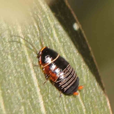 Ellipsidion australe (Austral Ellipsidion cockroach) at O'Connor, ACT - 27 Mar 2024 by ConBoekel