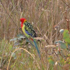 Platycercus eximius (Eastern Rosella) at Bruce Ridge - 27 Mar 2024 by ConBoekel