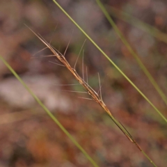 Aristida ramosa (Purple Wire Grass) at Bruce Ridge - 27 Mar 2024 by ConBoekel