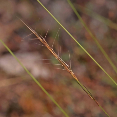 Aristida ramosa (Purple Wire Grass) at Bruce Ridge - 27 Mar 2024 by ConBoekel