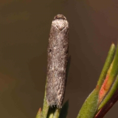 Psychidae (family) MATURE (Case Moth) at Bruce Ridge - 27 Mar 2024 by ConBoekel