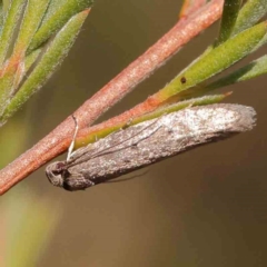 Psychidae (family) MATURE at Bruce Ridge - 27 Mar 2024