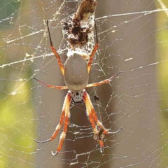 Trichonephila edulis (Golden orb weaver) at O'Connor, ACT - 27 Mar 2024 by ConBoekel