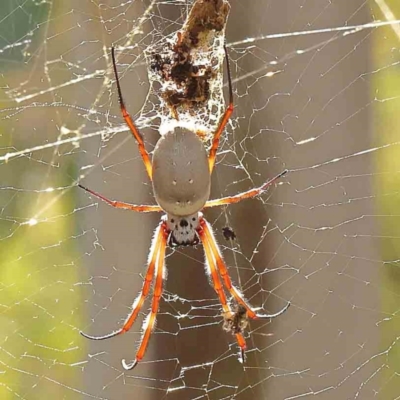 Trichonephila edulis (Golden orb weaver) at Bruce Ridge - 27 Mar 2024 by ConBoekel