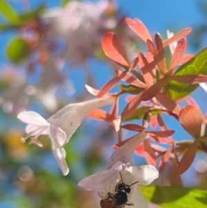 Exoneura sp. (genus) at QPRC LGA - suppressed