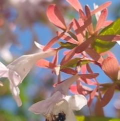 Exoneura sp. (genus) at QPRC LGA - suppressed