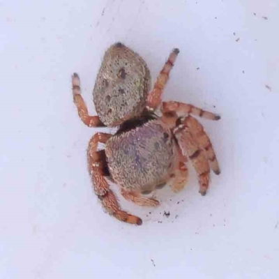Unidentified Jumping or peacock spider (Salticidae) at Bruce Ridge - 27 Mar 2024 by ConBoekel