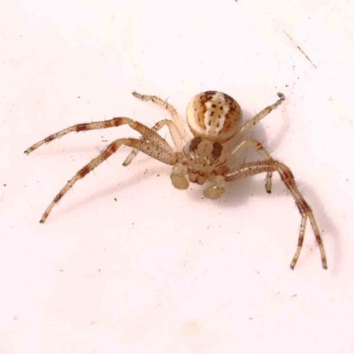 Australomisidia rosea (Rosy Flower Spider) at Bruce Ridge - 27 Mar 2024 by ConBoekel