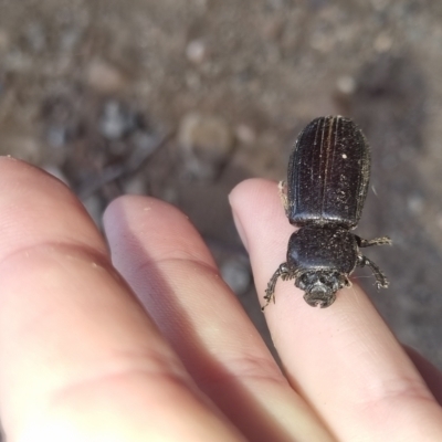 Passalidae (family) (Passalid or Bess Beetle) at QPRC LGA - 29 Mar 2024 by clarehoneydove
