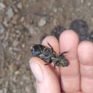 Passalidae (family) at QPRC LGA - suppressed