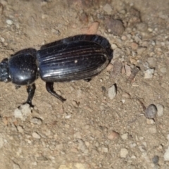 Passalidae (family) at QPRC LGA - suppressed