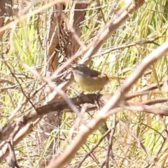 Sericornis frontalis (White-browed Scrubwren) at O'Connor, ACT - 27 Mar 2024 by ConBoekel