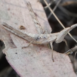 Keyacris scurra at Hall, ACT - 29 Mar 2024 11:44 AM