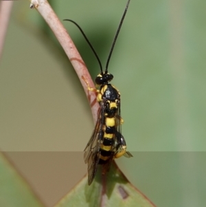 Ichneumonidae (family) at Hall, ACT - 29 Mar 2024