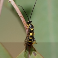 Ichneumonidae (family) (Unidentified ichneumon wasp) at Hall, ACT - 29 Mar 2024 by Anna123