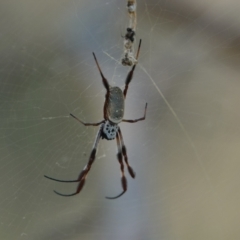 Trichonephila edulis (Golden orb weaver) at Hall, ACT - 29 Mar 2024 by Anna123