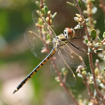 Hemicordulia tau (Tau Emerald) at Hall, ACT - 29 Mar 2024 by Anna123