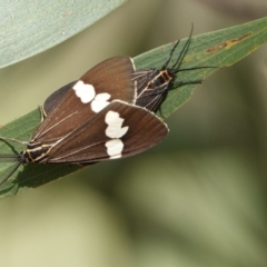 Nyctemera amicus (Senecio Moth, Magpie Moth, Cineraria Moth) at Hall, ACT - 29 Mar 2024 by Anna123