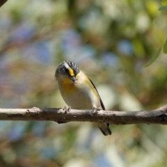 Pardalotus striatus (Striated Pardalote) at Hall, ACT - 29 Mar 2024 by Anna123