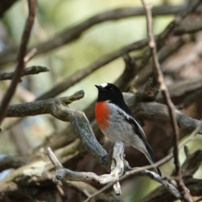 Petroica boodang (Scarlet Robin) at Hall Horse Paddocks - 29 Mar 2024 by Anna123