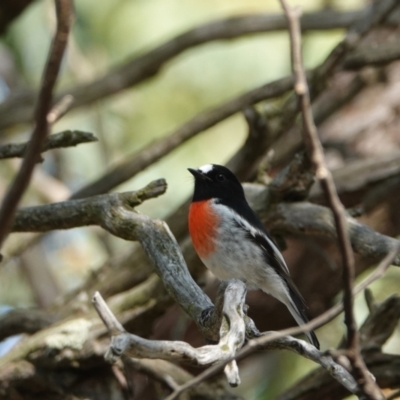 Petroica boodang (Scarlet Robin) at Hall, ACT - 29 Mar 2024 by Anna123