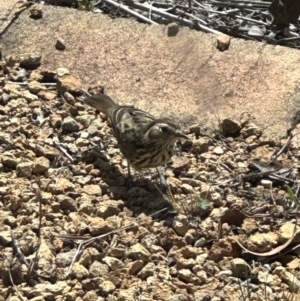 Pyrrholaemus sagittatus at QPRC LGA - suppressed