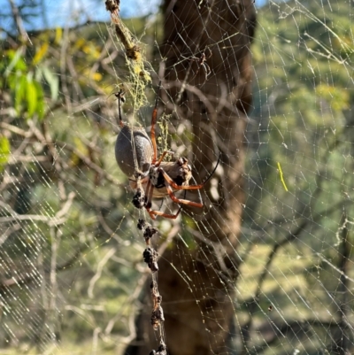 Trichonephila edulis (Golden orb weaver) at QPRC LGA - 28 Mar 2024 by yellowboxwoodland