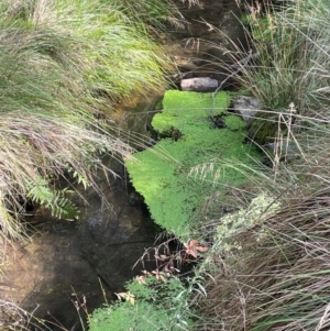 Callitriche stagnalis at Lower Cotter Catchment - 28 Mar 2024