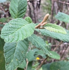 Pomaderris aspera (Hazel Pomaderris) at Uriarra Village, ACT - 27 Mar 2024 by JaneR