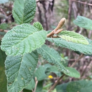 Pomaderris aspera at Lower Cotter Catchment - 28 Mar 2024