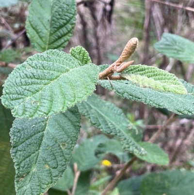 Pomaderris aspera (Hazel Pomaderris) at Uriarra Village, ACT - 27 Mar 2024 by JaneR