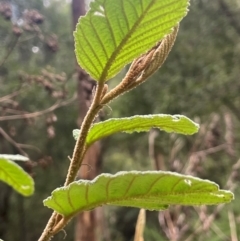 Pomaderris aspera at Lower Cotter Catchment - 28 Mar 2024