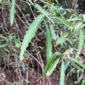 Lomatia myricoides at Lower Cotter Catchment - 28 Mar 2024