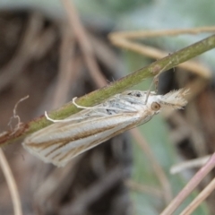 Hednota species near grammellus (Pyralid or snout moth) at Hall, ACT - 23 Mar 2024 by Anna123