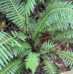 Blechnum nudum (Fishbone Water Fern) at Lower Cotter Catchment - 27 Mar 2024 by JaneR