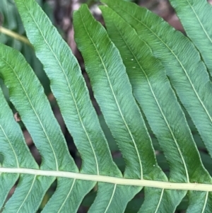 Blechnum nudum at Lower Cotter Catchment - 28 Mar 2024