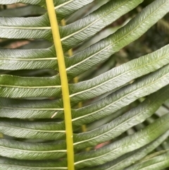 Blechnum nudum at Lower Cotter Catchment - 28 Mar 2024 10:15 AM