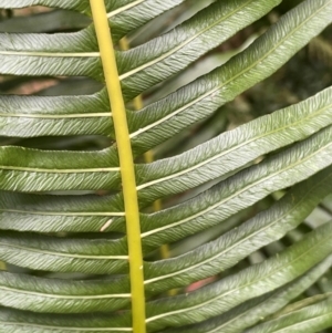 Blechnum nudum at Lower Cotter Catchment - 28 Mar 2024