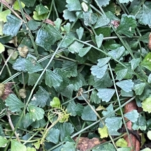 Asplenium flabellifolium at Lower Cotter Catchment - 28 Mar 2024