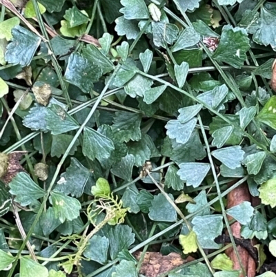 Asplenium flabellifolium (Necklace Fern) at Lower Cotter Catchment - 28 Mar 2024 by JaneR