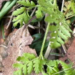 Polystichum proliferum (Mother Shield Fern) at Lower Cotter Catchment - 27 Mar 2024 by JaneR