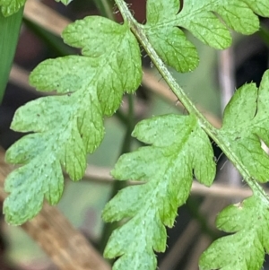 Polystichum proliferum at Lower Cotter Catchment - 28 Mar 2024