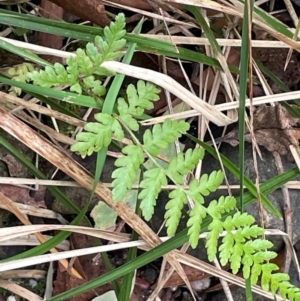 Polystichum proliferum at Lower Cotter Catchment - 28 Mar 2024