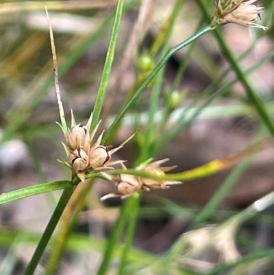 Juncus tenuis (Slender Rush) at Lower Cotter Catchment - 28 Mar 2024 by JaneR