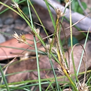 Juncus tenuis at Lower Cotter Catchment - 28 Mar 2024