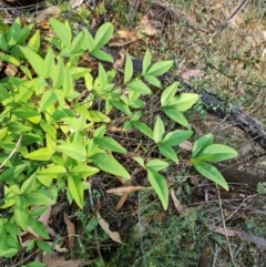 Nandina domestica (Sacred Bamboo) at Isaacs Ridge - 29 Mar 2024 by Mike