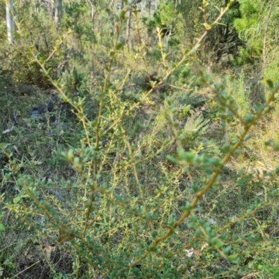 Bursaria spinosa subsp. lasiophylla (Australian Blackthorn) at Isaacs Ridge - 29 Mar 2024 by Mike