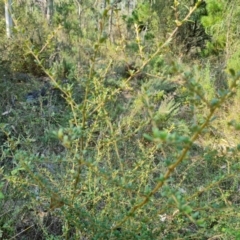 Bursaria spinosa subsp. lasiophylla (Australian Blackthorn) at Isaacs Ridge - 29 Mar 2024 by Mike