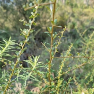 Bursaria spinosa subsp. lasiophylla at Isaacs Ridge - 29 Mar 2024 03:10 PM